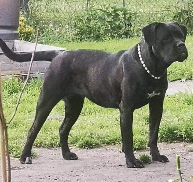 Sacrée molly By Gin'Aya