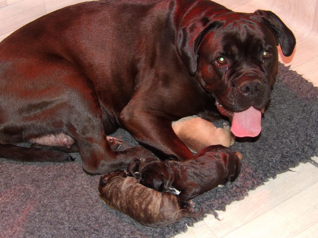 By Gin'Aya - Cane Corso - Portée née le 13/04/2017